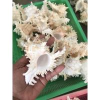 ราคา 1 ตัว เปลือกหอยสังข์มะระ หรือ สังข์หน้ายักษ์ ขนาด4-5 นิ้ว เปลือกหอยแท้ธรรมชาติ (5777729993)