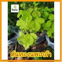 ราคา ต้นทองนพเกล้า​ หรือ​ ต้นชะแนบทอง ไม้มงคล ทองนพเก้า​ ทอง​นพ​เกล้า​ ต้นไม้​ใบสีเหลือง​ ใบสวย​ (23328568982)