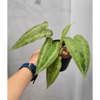 ราคา กวักพระพรหมด่างมิ้นท์ กวักพระพรหมมาเบิ้ลมิ้นท์ กวักพระพรมมิ้นท์ (Schismatoglottis) ไม้หน่อ ต้นแข็งแรง (27838528308)