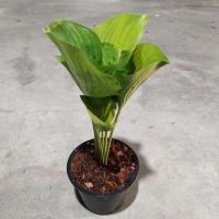 ราคา ว่านนางคุ้มต้นไหญ่ 250 #ว่านนางคุ้ม (3827026848)