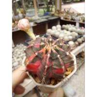 ราคา ยิมโนคาไลเซียมด่างสวย (40854523299)