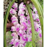 ราคา กล้วยไม้มาลัยแดงกล้วยไม้เอื้องกุหลาบมาลัยแดงส่งเป็นต้น (18967843288)