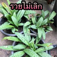 ราคา ต้นรวยไม่เลิก ว่าน หัวว่าน ต้นไม้ ว่านรวยไม่เลิก ไม้มงคล รวยไม่เลิก Leopard lily ต้นว่าน เสริมสิริมงคล ร่ำรวย รวย (2711404410)