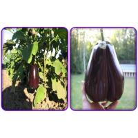 ราคา มะเขือม่วงยักษ์ - Giant Purple Eggplant (8911117501)