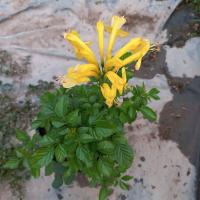 ราคา พวงแสดต้นพวงแสดดอกสีส้ม,เหลือง (8471151963)