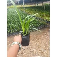 ราคา พลับพลึงหนู พลับพลึง กทม. ค้าส่ง รับผลิตต้นไม้ **1 ออร์เดอร์ / ไม่เกิน 2ต้น สั่งเยอะ กรุณาติดต่อร้านค้าก่อนค่ะ** (7057890948)