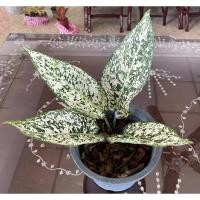 ราคา ต้นมรดกโลก อโกลนีมา ไม้มงคล (Aglaonema) (13471462132)