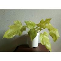 ราคา ฟิโลใบมะละกอสีทอง กระถาง15" (10036972694)