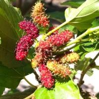 ราคา กิ่งพันธุ์หม่อน15กิ่ง กิ่งหม่อน กิ่งมัลเบอรี่ หม่อน (19190588951)