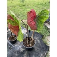 ราคา นางไหม แยกจากต้นเเม่ มีหัวทุกต้น (10248759791)