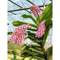 ราคา กล้วยไม้ขวดช้างกระ ต้นอ่อนกล้วยไม้ช้างกระ ช้างกระ กล้วยไม้สกุลช้าง กล้วยไม้เพาะเมล็ด (5549010038)