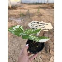 ราคา เงินไหลมาด่างขาวเงินไหลมาด่างขาว (14567097535)