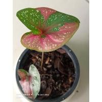 ราคา นางไหมแท้/บอนสีนางไหมกัดสีสวยตามรูปส่งต้นในรูปค่ะ (13520738534)