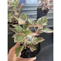 ราคา ต้นเกล็ดทับทิม (Calico plant) (13929809167)