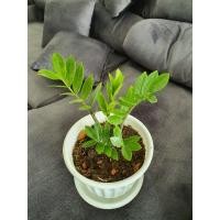 ราคา กวักมรกต ไม้ฟอกอากาศ (8134742524)