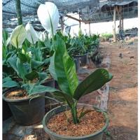 ราคา F342 ต้นเดหลี (Peace Lily)ต้นกวักเงิน ไม้มงคล ฟอกอากาศ (ส่งติดดอกทุกต้น) (5631294105)