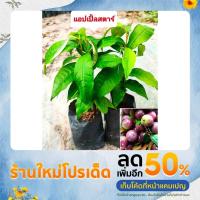 ราคา แอปเปิ้ลสตาร์ ,หมากน้ำนม,หมากยางต้น รสชาดหวานเนื้อคล้ายเยนลี่ ต้นกล้าเเข็งโรงพร้อมปลูก (21317882317)