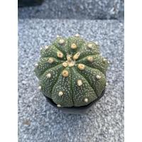 ราคา แอสโตร แอสทีเรียส ตัวสะสม10 พู /Astrophytum asterias 10lobes (29589172661)
