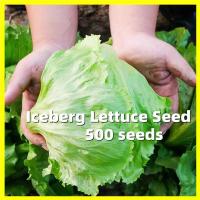 ราคา 500เมล็ด เมล็ดพันธุ์ ผักสลัด ไอซ์เบิร์ก Iceberg Lettuce Seed เมล็ดพันธุ์ ผักสลัด Vegetable Seeds Plants ปลูกผัก สวนครัว (29230488126)
