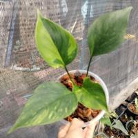 ราคา พัดโบกประกายดาว พัดโบกด่างประกายดาว ได้ต้นตามปก ไม้หน่อสีกำลังกัดสวย (29672977063)