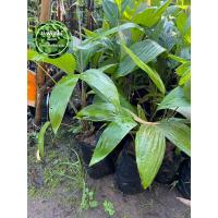 ราคา ต้นสละอินโด ขนาด 30 เซน เสียหายเคลมฟรี (19778911173)