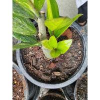 ราคา กวักด่าง​กวักมรกตด่าง​ (25779237753)