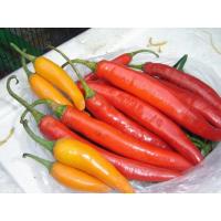 ราคา เมล็ดพริกหยวก พริกหวานสีแดง ไม่เผ็ด เม็ดลักษณะผลรีๆใหญ่ ซองละ29 บาท นิยมนำมาปรุงเป็นอาหารร่วมกับผักชนิดอื่น (12193602907)