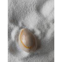 ราคา เปลือกหอยเบี้ยจั่นสีขาว (27089284328)