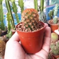 ราคา Mammillaria carmenae คามิเน่ แดง (6204221874)