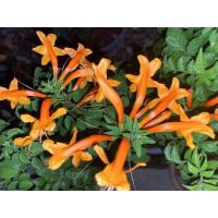 ราคา ต้นพวงแสด พวงแสดเครือ พวงแสดเถา (23533228453)