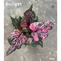 ราคา บอนสีชินบัญชรกระถาง 4 นิ้ว เบบี๋ (13747860785)