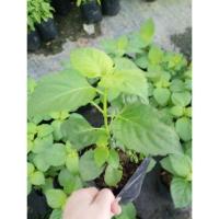 ราคา ต้นพันธุ์ ยี่หร่า ถุงดำพร้อมปลูก 29 บาท cumin เทียนขาว พืชสมุนไพร กลิ่นหอม หลากสรรพคุณ กับผลดีต่อสุขภาพ (28234256623)