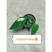 ราคา อิพิด่างเหลือง เบอร์1 "YellowFlame" รากเดินดีแล้ว #yellowflame #อิพิด่างเหลืองเบอร์1 #อิพิด่างเหลืองno.1 (15238080828)