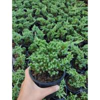 ราคา ต้นสนเลื้อยญี่ปุ่น พร้อมดัดบอนไซ‼️ไซส์กระถาง 5.5นิ้ว (24590256030)