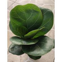 ราคา ไทรใบสัก แคระ Fiddle Fig (9874318498)