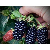 ราคา ต้นพันธุ์ แบล็คเบอรี่ สายพันธุ์ Prime Ark 45 Blackberry tree สายพันธุ์ รสหวาน ต้นใหญ่ ผลดก พุ่มใหญ่ ทรงสวย (27285434648)