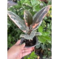 ราคา ยางอินเดียด่าง ต้นยางอินเดียด่าง ยางอินเดียชมพู ราคาถูก ต้นใหญ่ (12554187205)