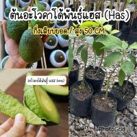 ราคา ต้นอะโวคาโด้พันธุ์แฮส(has)เสียบยอด พร้อมปลูก (27284583380)