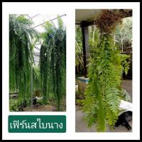 ราคา เฟิร์นสไบนางก้านแข็ง 1มัดยาว60-90cm ( รับประกันความสด) เฟิร์น เฟิร์นสไบนาง (7341066344)