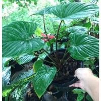 ราคา เสน่ห์จันทร์แดง#ว่านเสน่ห์จันทร์แดง#ต้นเสน่ห์จันทร์แดง ไม้มงคล เด่นทางเมตตามหานิยม ขนาดกระถาง 6 นิ้ว (4962816520)