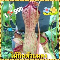 ราคา ต้นหม้อข้าวหม้อแกงลิง ต้นไม้กินแมลง (20055678793)