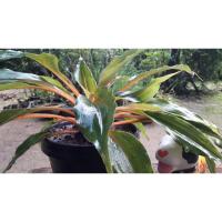 ราคา ไม้มงคล เศรษฐีก้านทอง#ซื้อ 2 แถม 1จ้า (6788341515)