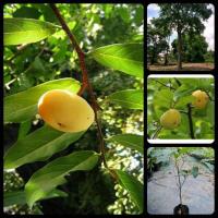 ราคา ต้นอินจัน จันอิน จันโอ ผลสุกกลิ่นหอม ส่งฟรี (28159802495)