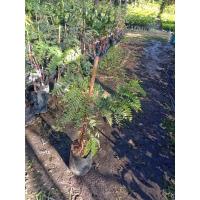 ราคา (พร้อมส่ง️)ต้น มะขามหวานพันธุ์สีทอง คัดสวยๆ (24711574191)