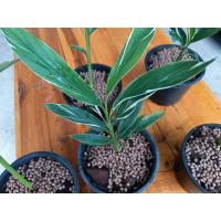 ราคา ข่าจืด,ข่าด่าง,ว่านมงคล,ว่านสมุนไพรไทย (5355588248)