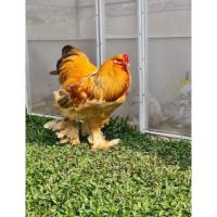 ราคา ไข่เชื้อไก่บราม่า​ยักษ์​ (14191557611)