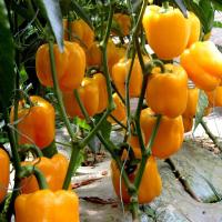 ราคา สีเหลืองหลากสีเมล็ดพริกหวานพริกแดงสีเหลืองสีเขียวพริกไทยสี่ฤดูกาลกระถางพริกไทยหลากสีฤดูใบไม้ผลิฤดูใบไม้ร่วงผักใต้สายพันธุ์ (42575254664)