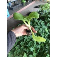 ราคา ต้นกล้า ผักกาดฮ่องเต้ (Pak Chai) หรือกวางตุ้งฮ่องเต้ พร้อมปลูก 1 ต้น 10 บาท (7674891581)