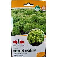 ราคา เมล็ดพันธุ์ ผักสลัด ผักกาดหอม ผักกาดแก้ว สลัดแก้ว ผักกาดคอส สลัดม่วง (17595794122)