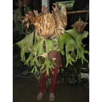 ราคา เฟิร์นปีกผีเสื้อไซส์ขนาดกลาง (11701602287)